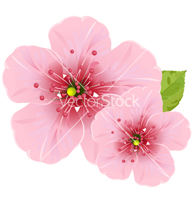 Cherry Blossom Flower Vector