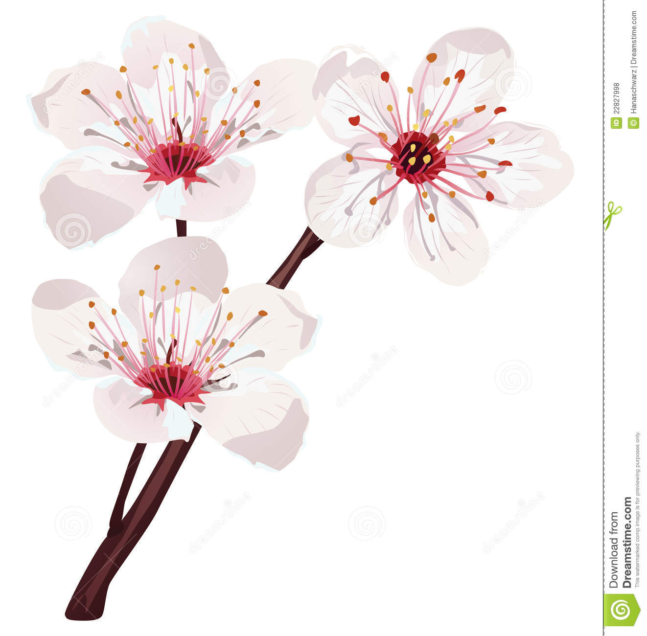 Cherry Blossom Vector Free Cherry Blossom Vector Free