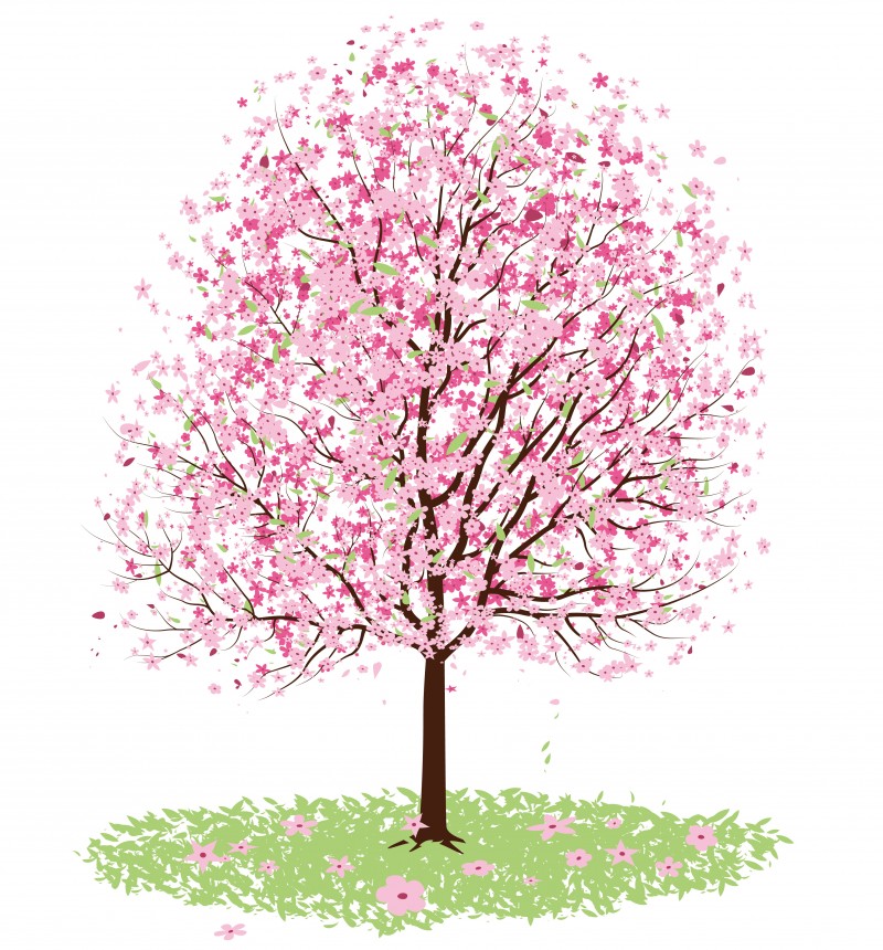 Chinese Cherry Blossom Tree Clip Art