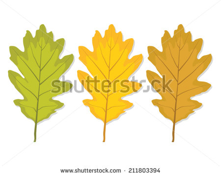 Colorful Oak Leaves