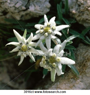 Edelweiss Flower Clip Art