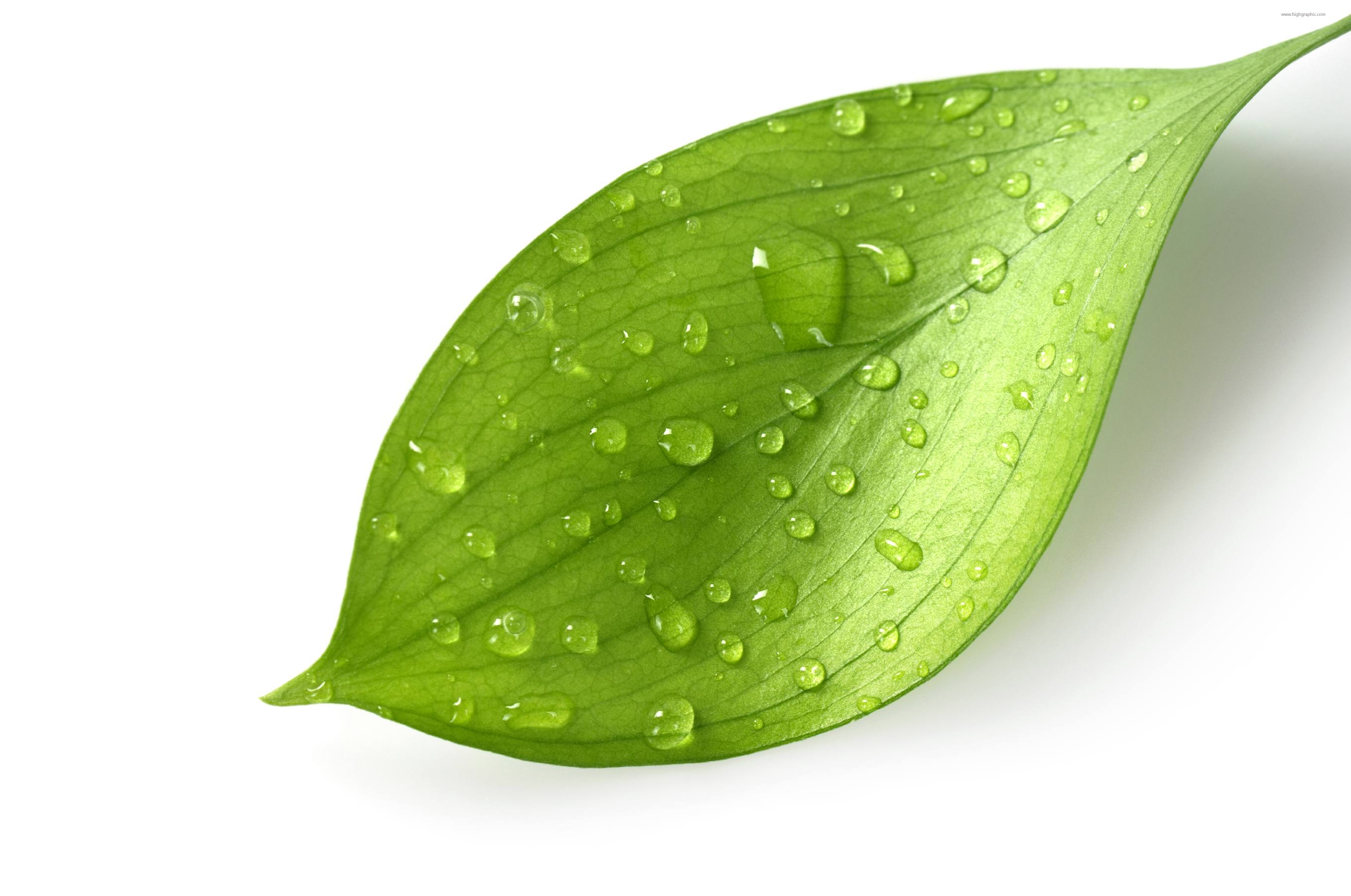 Green Leaf Graphic