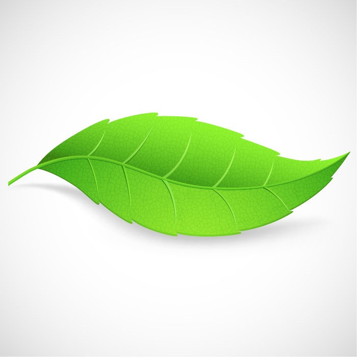 Green Leaves Vector