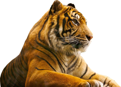 High Resolution Tiger