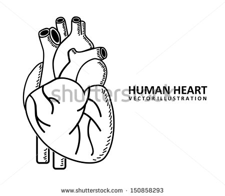 Human Heart Clip Art Black and White