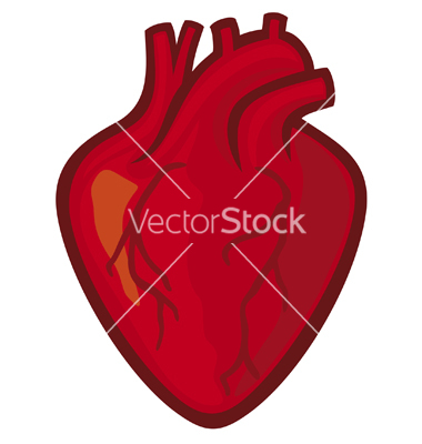 Human Heart Vector