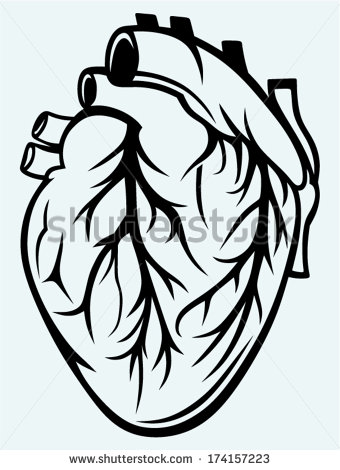 Human Heart Vector