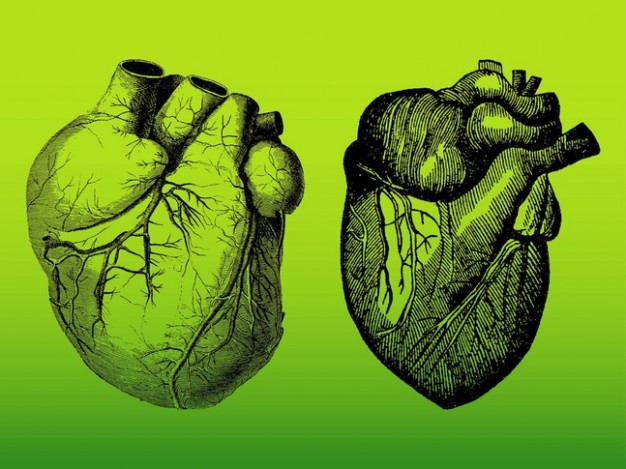 Realistic Heart Vector