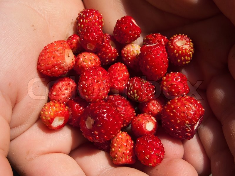 Strawberry Holding Hands