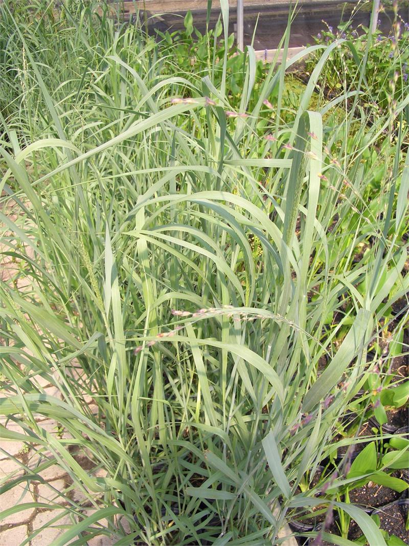 Switchgrass Panicum Virgatum