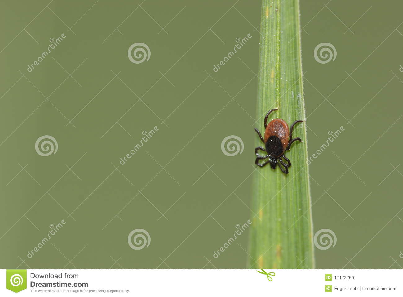 Ticks On Grass