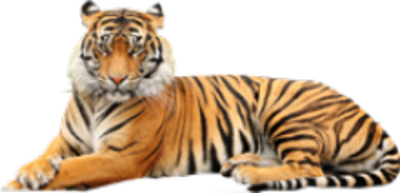 Tiger PSD