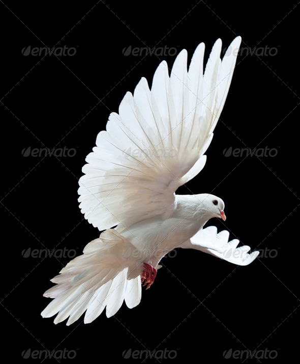 White Dove Flying Free