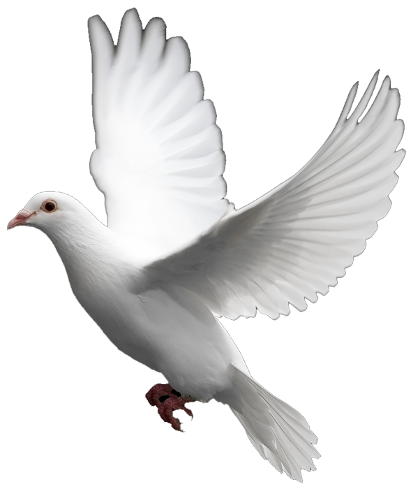 White Dove