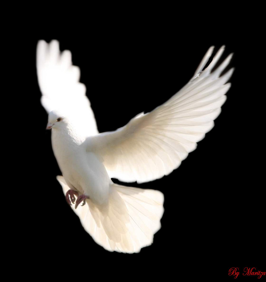 White Dove