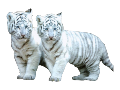 White Tiger Cub