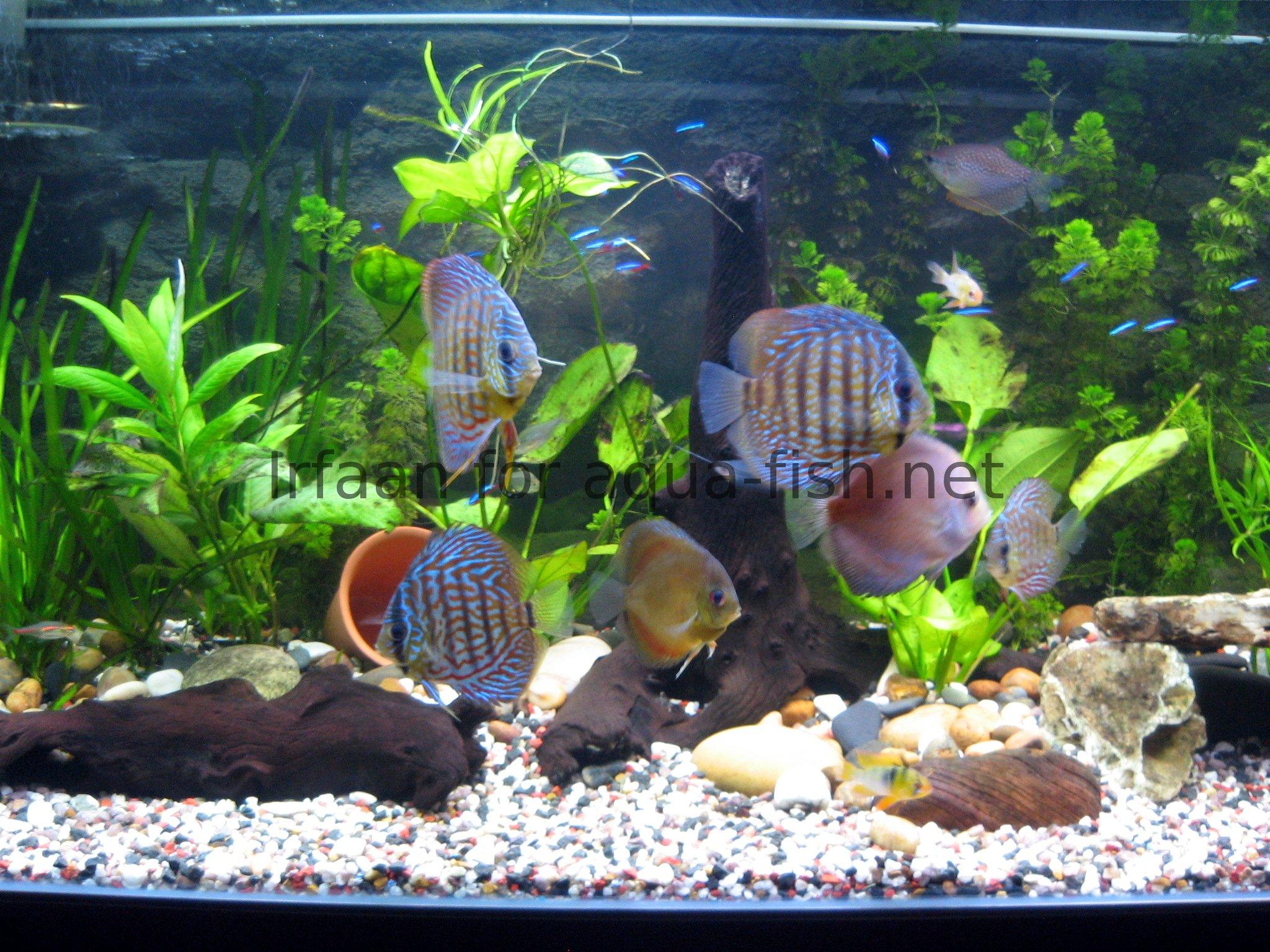 Aquarium Fish Tank Designs