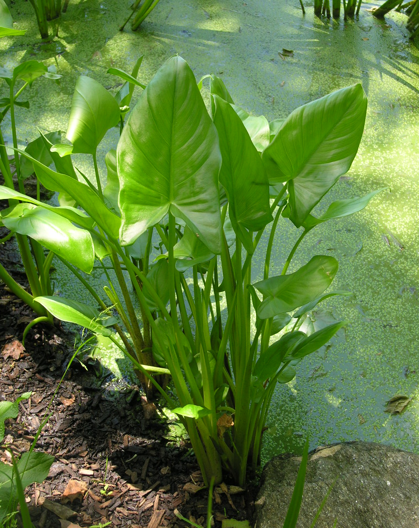 Arrowroot Plant