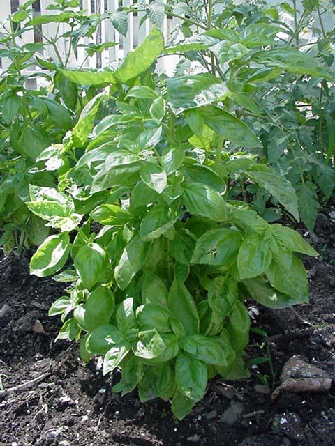 Basil Plant