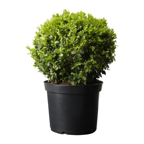 Boxwood Potted Plants