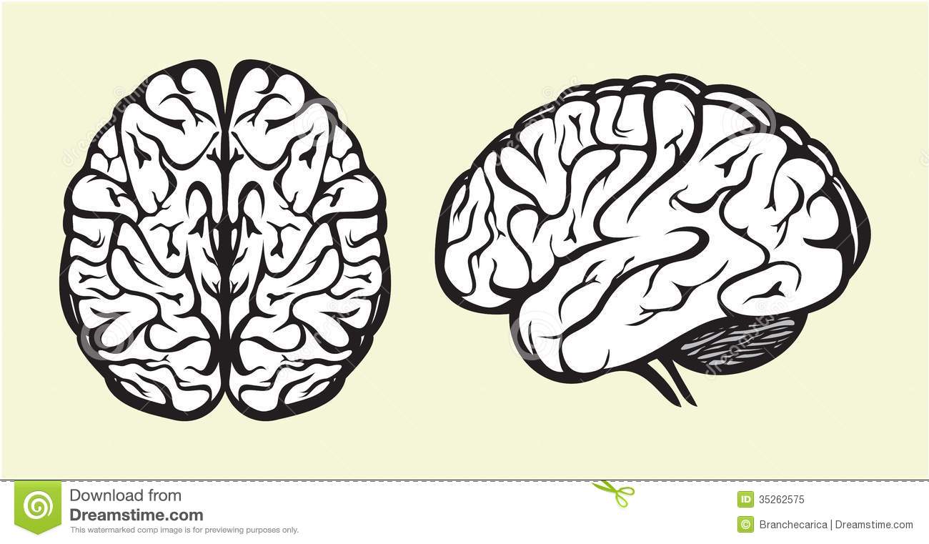 Brain Vector Illustrations Brain Vector Illustrations