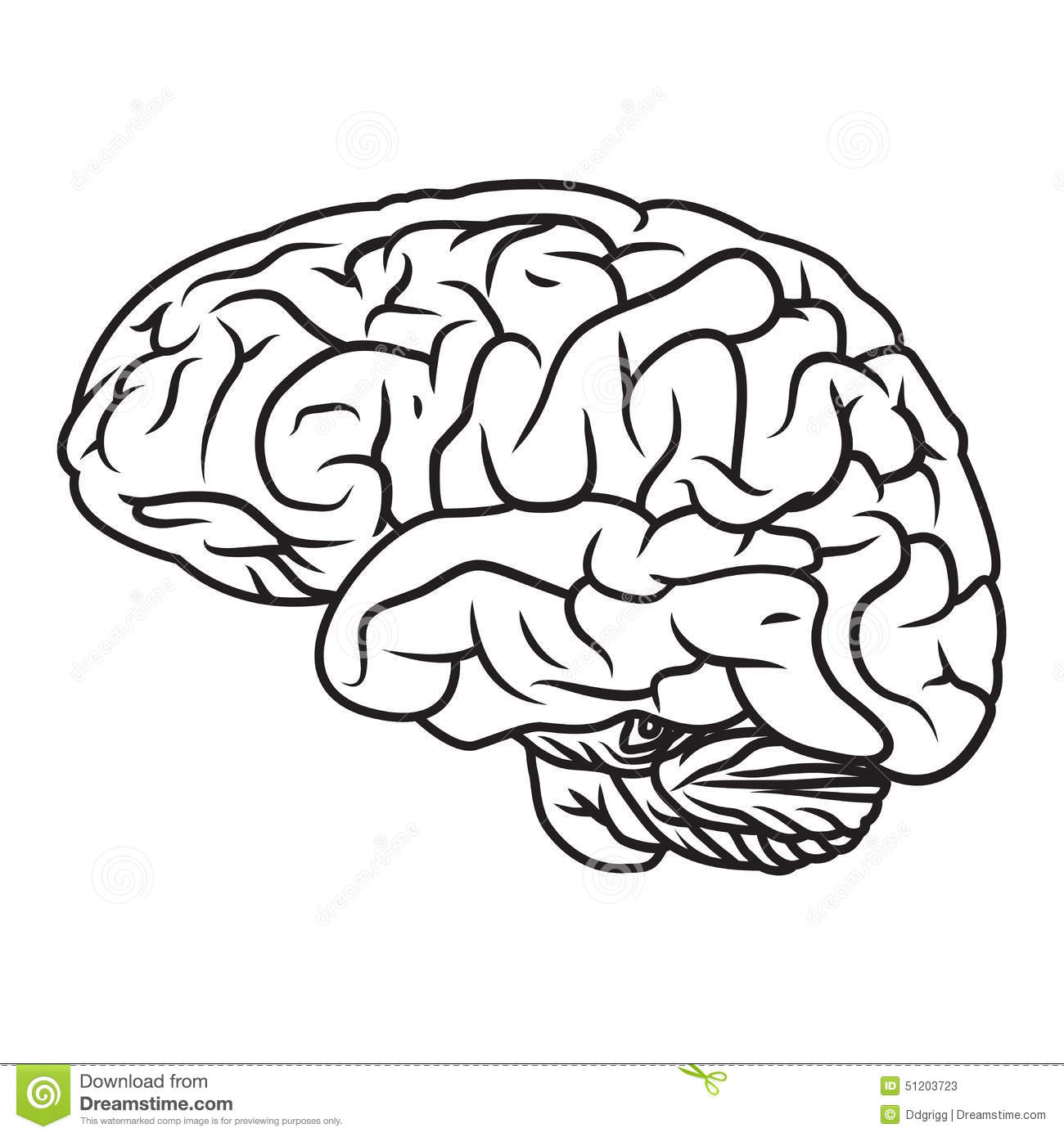 Brain Vector Illustrations