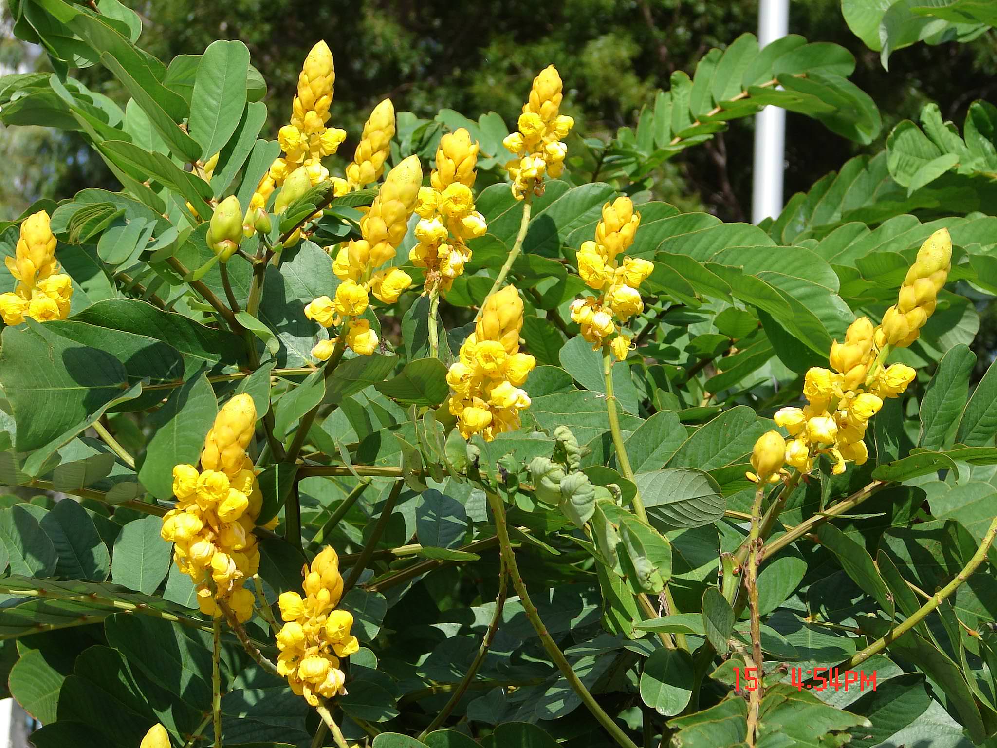 Candlestick Cassia Plant Candlestick Cassia Plant