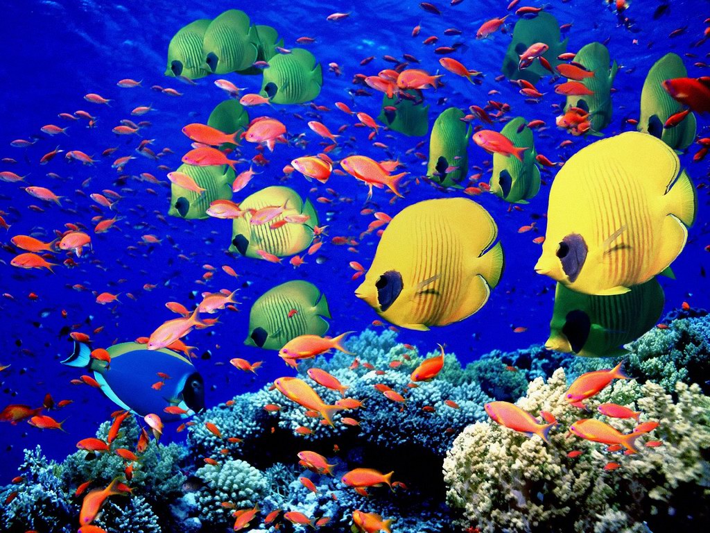 17 Tropical Fish Designs Images