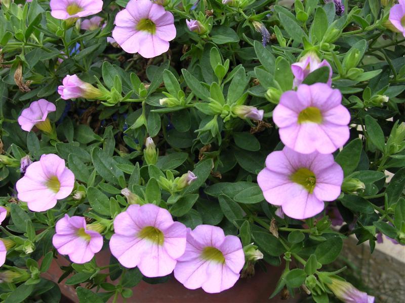 Edible Plants with Flowers