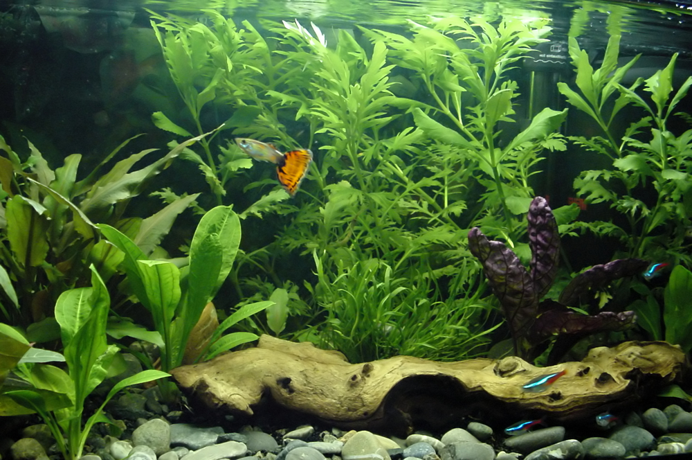 Fish Tanks Aquariums Decorations