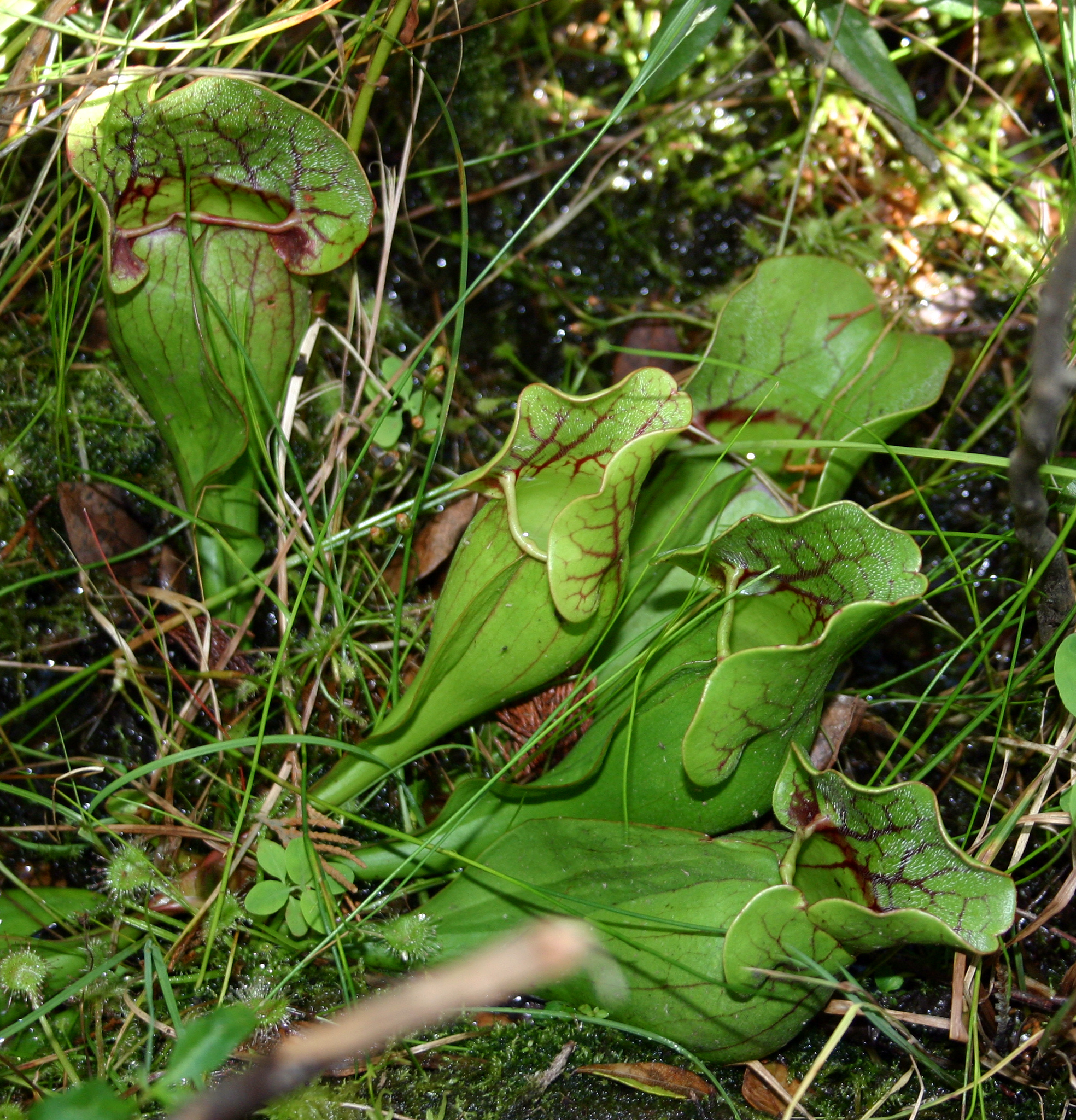 Florida Medicinal Plants