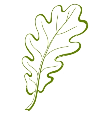 Free Vector Oak Leaf