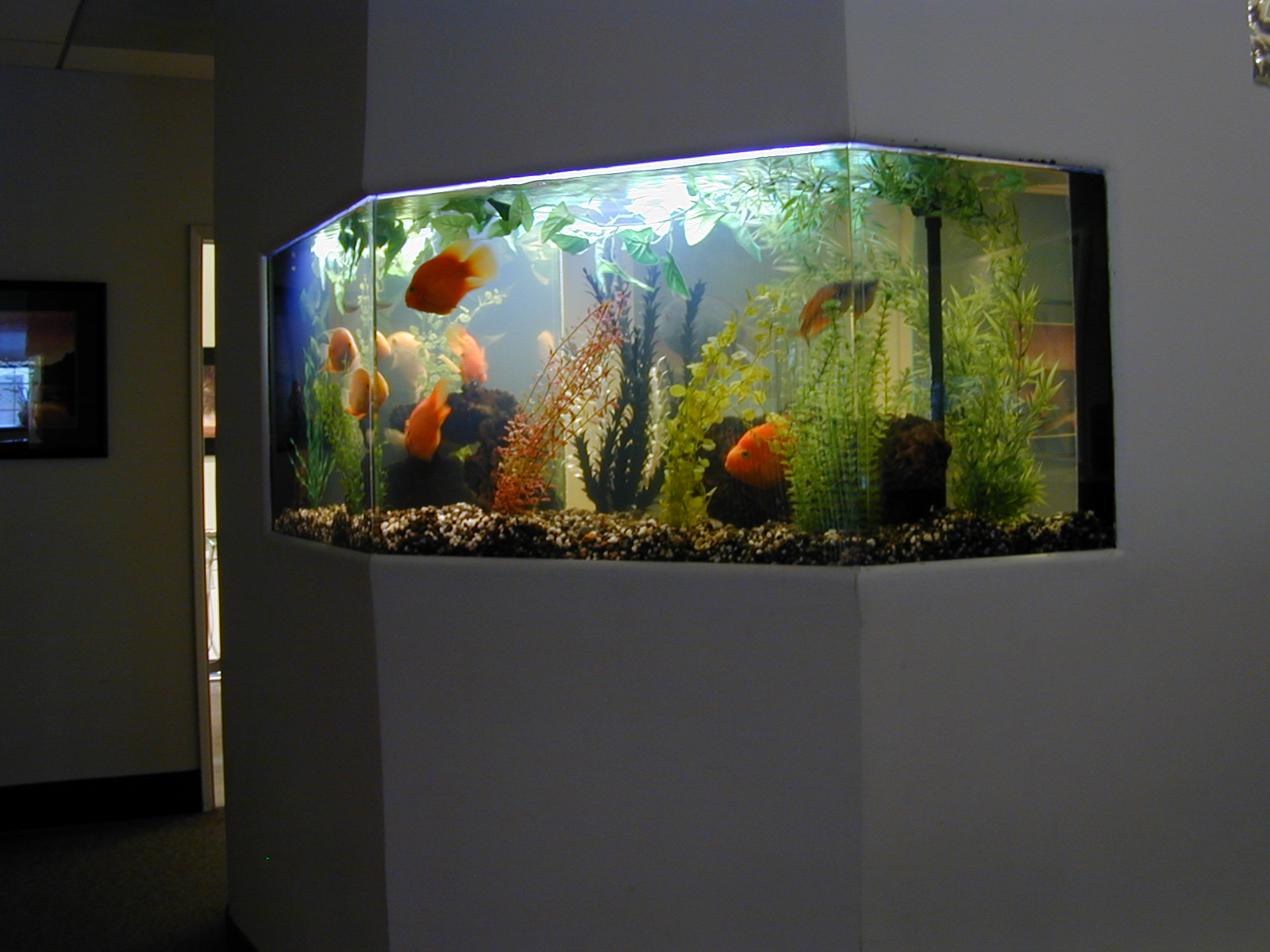 Freshwater Fish Tank Designs