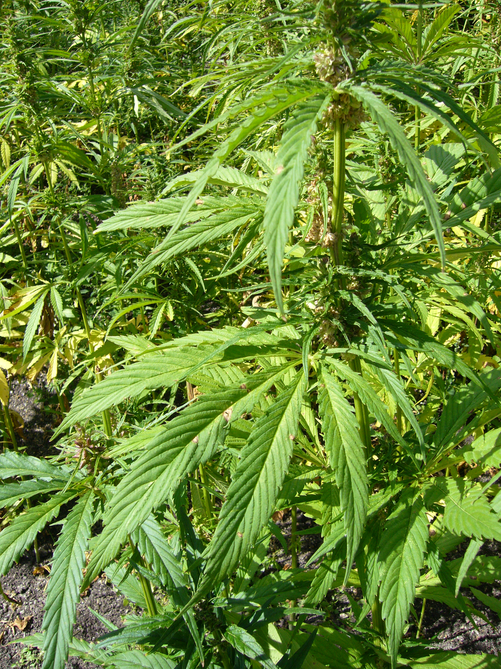 Hemp Plant Cannabis Sativa