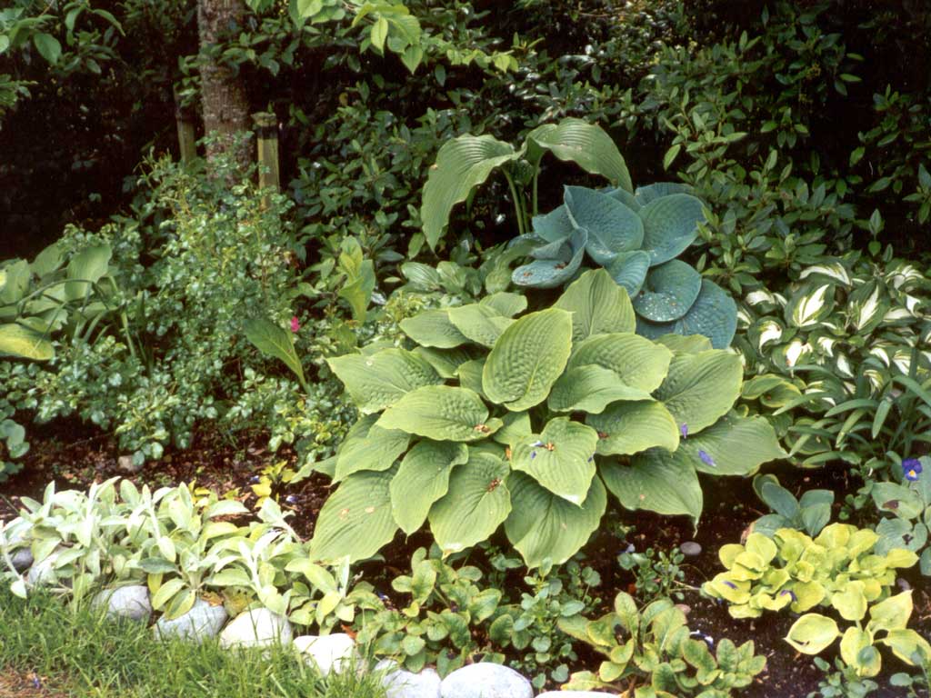 Hostas Garden Plants