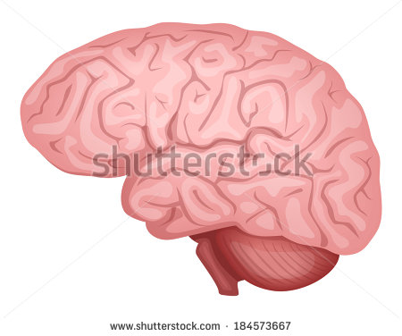 Human Brain Illustration