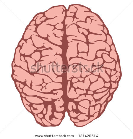 Human Brain Model