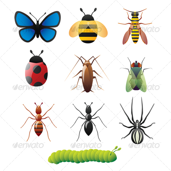 Insect Vector