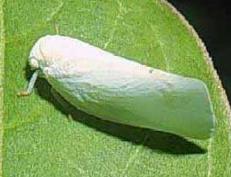 Insects as Disease Vectors Insects as Disease Vectors