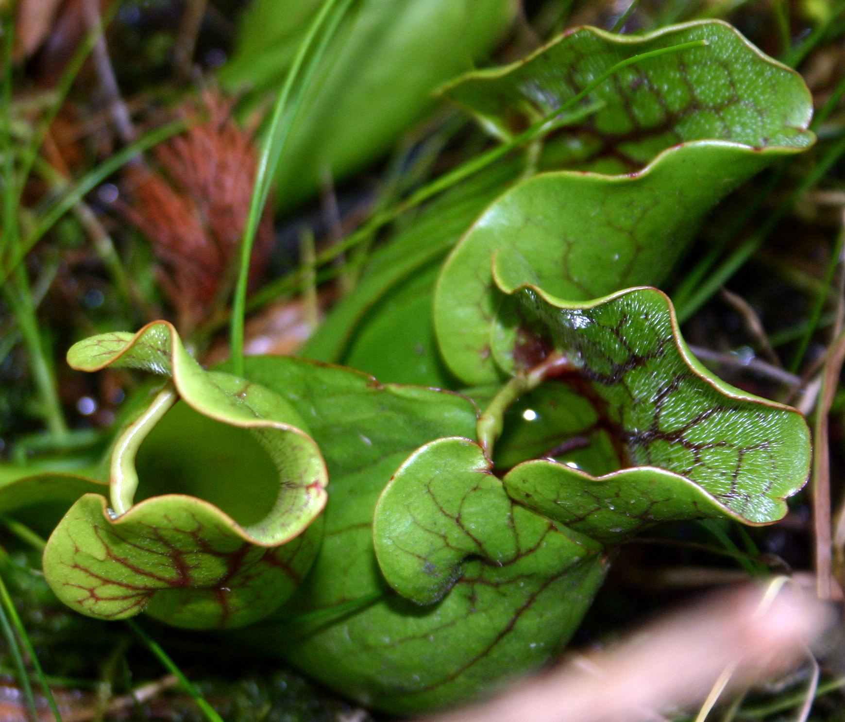 Medicinal Plants