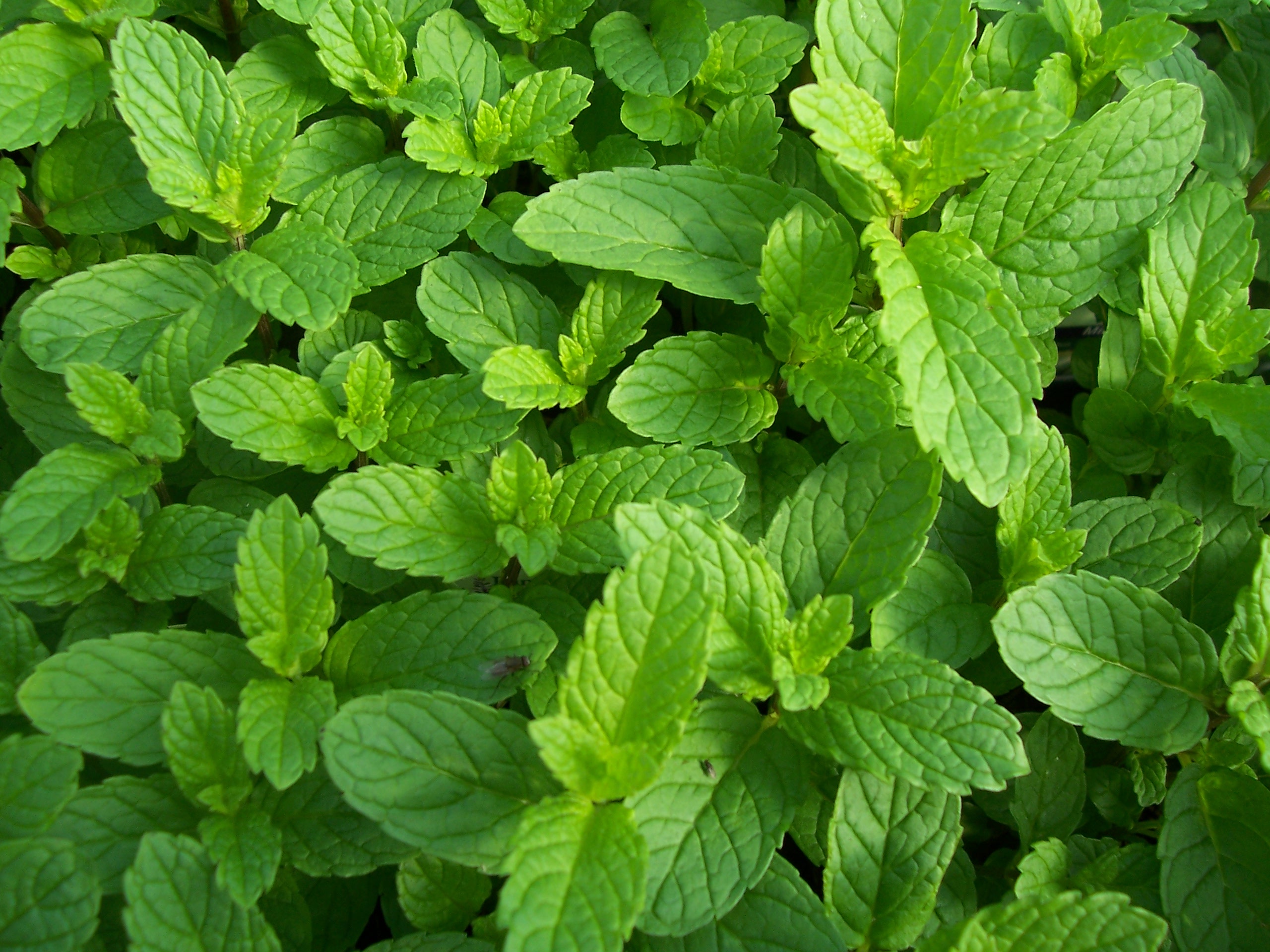 Mint Julep Plant