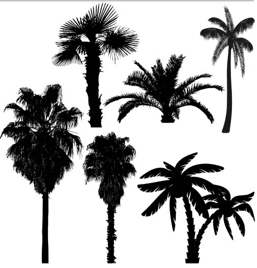 Palm Tree Silhouette Vector