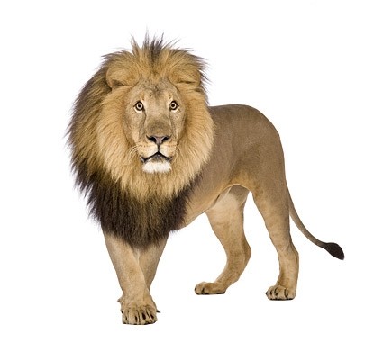 Panthera Leo Lion Panthera Leo Lion