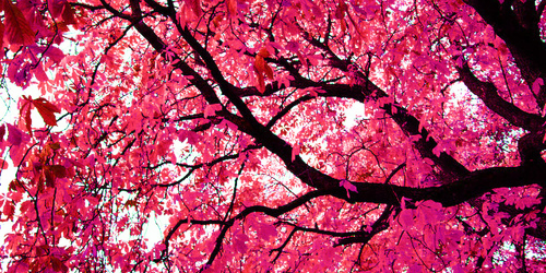 Pink Twitter Headers Tumblr Pink Twitter Headers Tumblr