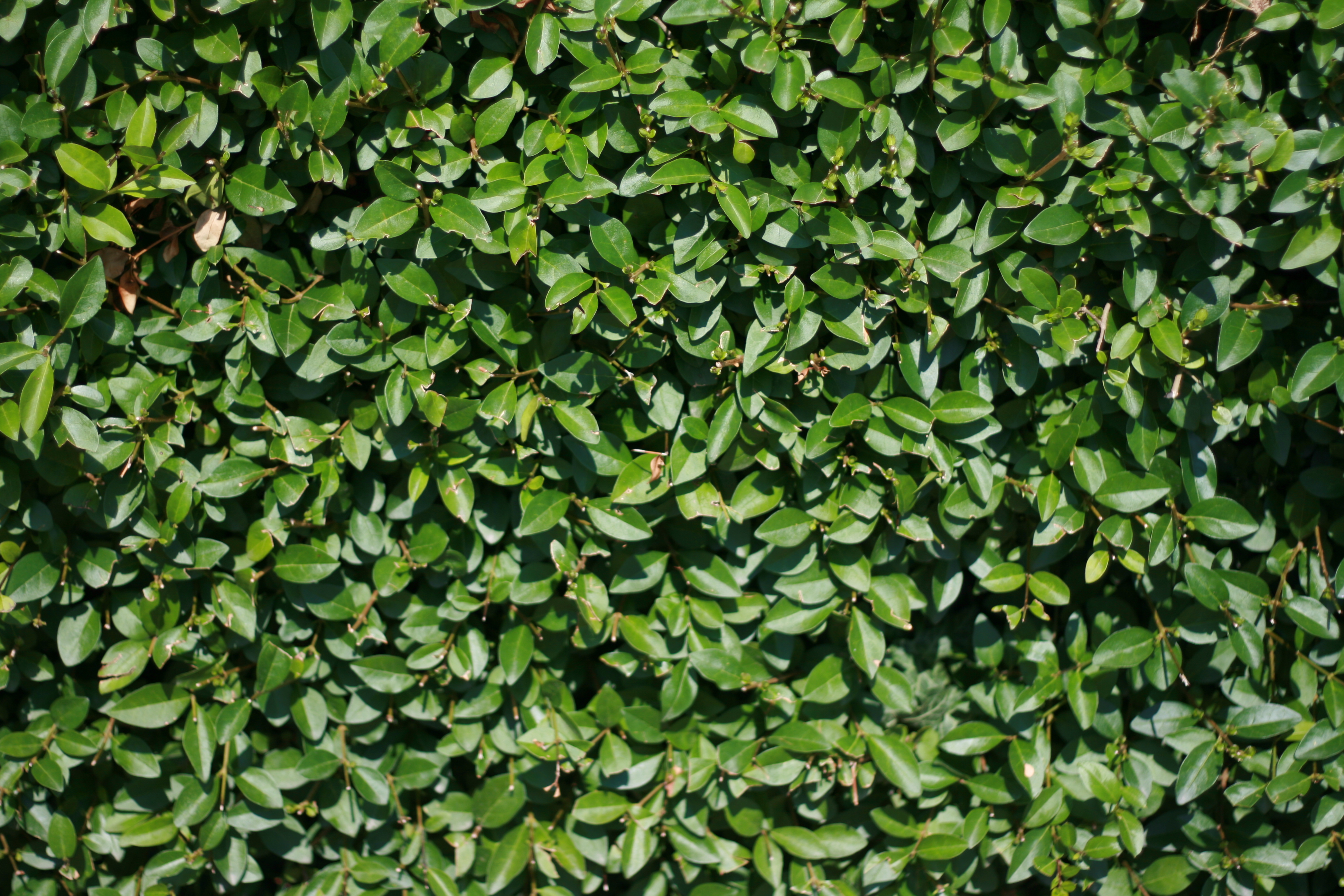 Plant Texture