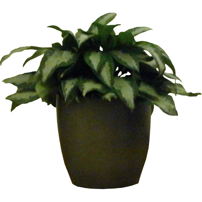 Potted Houseplants