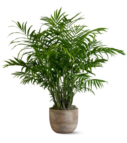 Potted Palm Tree Plants