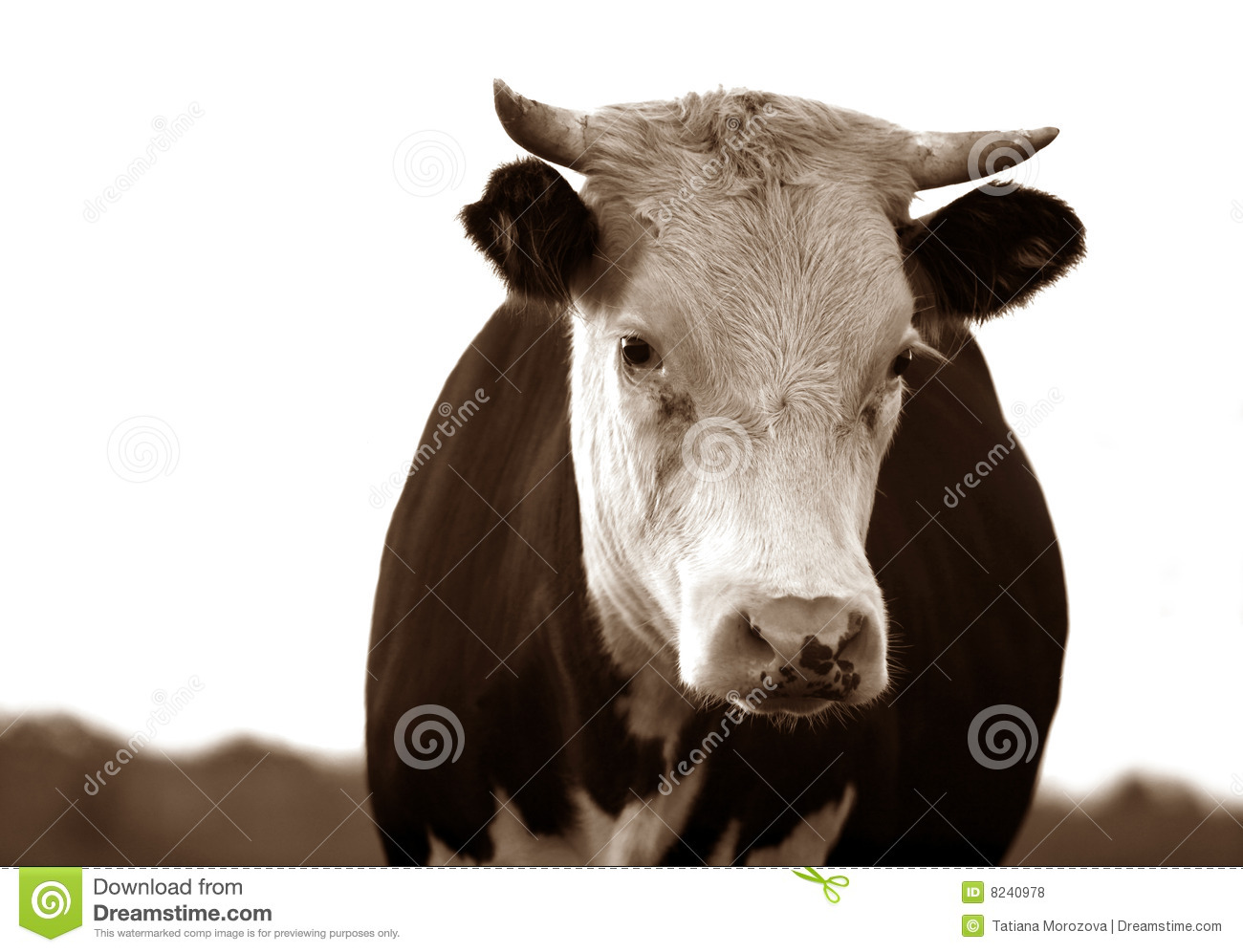 Sad Cow