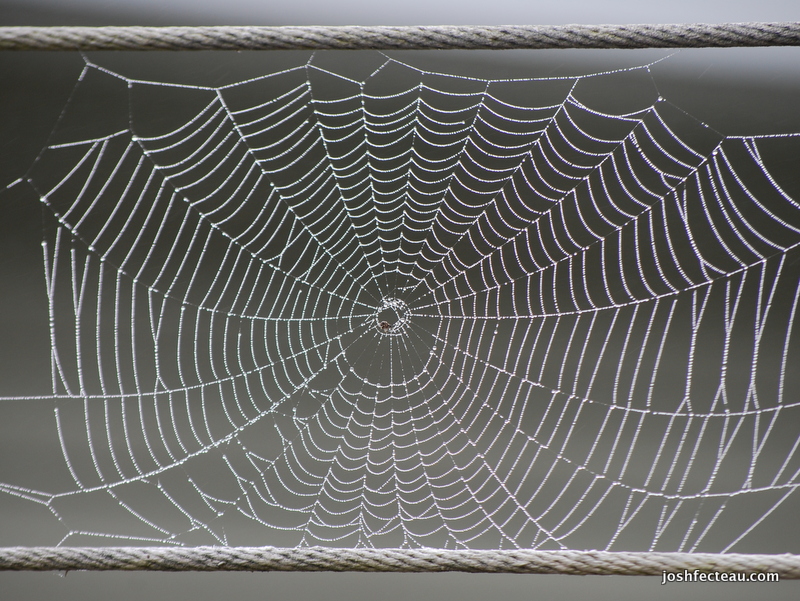 Spider Web Designs in Nature