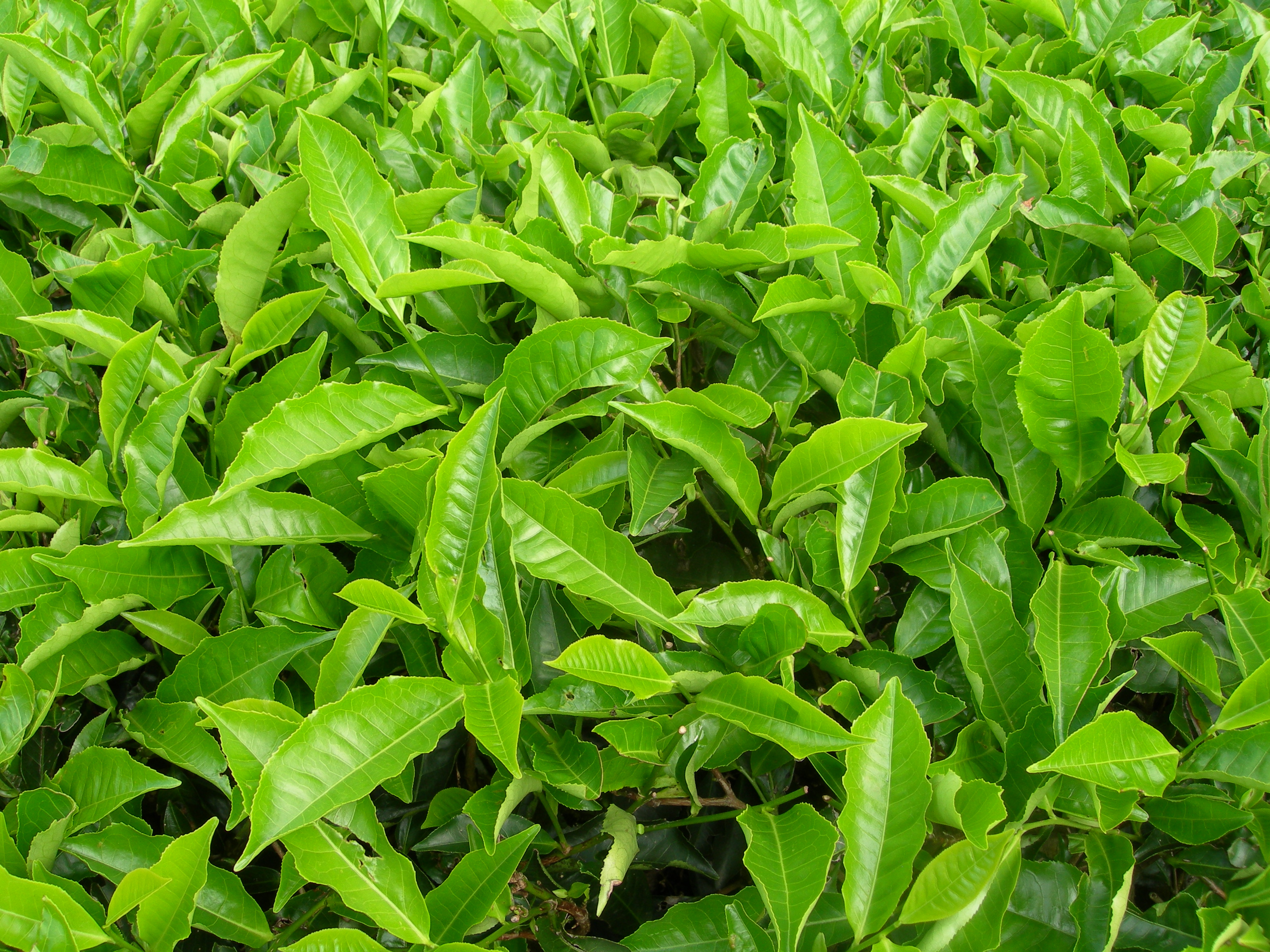 Tea Plant